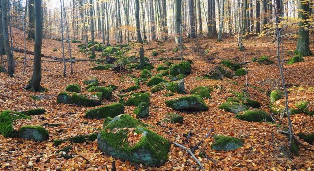 Voděradské bučiny